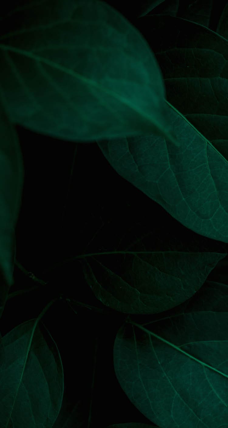 closeup nature view of green leaf and water drop, dark wallpaper concept, nature background, tropical leaf